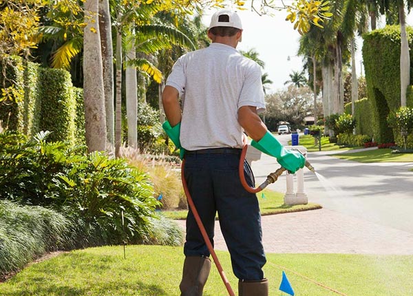 About Chandler TX Pest Control